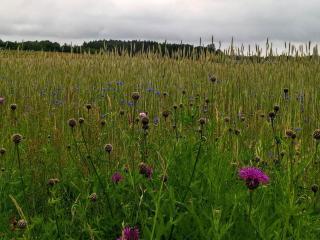 6 person holiday home in Fjerritslev - 2