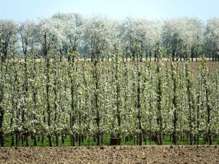 Apartment with a view of alpacas - 1