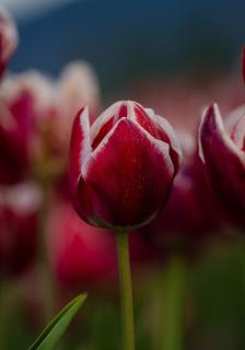 Petit departamento céntrico - 0