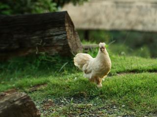 ตั้วบ้านดิน Tuabaandin -  - 8