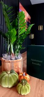 Apartament Koszałka - 5