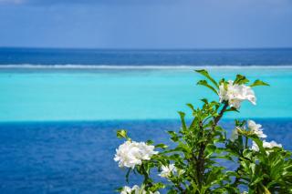 HUAHINE - Room Manava Piti - 1