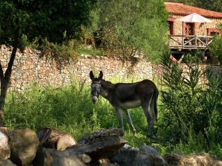 Riverside stone house Zoya with valley view - Alájar - 6