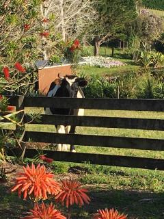 Rangiputa Retreat - 6