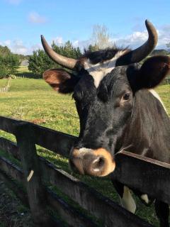 Rangiputa Retreat - 3