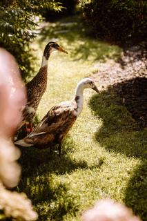 Ferienwohnung König Ludwig - Modernes Design-Apartment für Paare und Genießer am Starnberger See by LIVARIA - 3