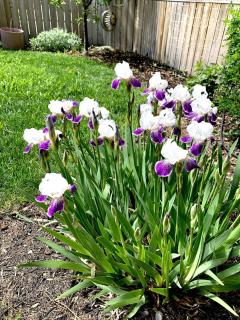 Charming Inner City Home - 5