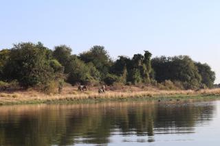 Mongwe Safari Camp - 3