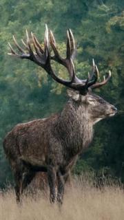 Le clos st Justin Soirée Brame du Cerf en Sologne Guide Particulier mois d'Octobre - 9