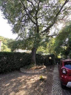 Vacanza nel boschetto - 4