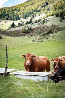 Valley retreat Apartment - 7