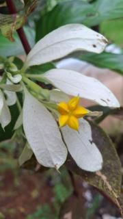 Vista Alta Ecolodge Bahia Drake - Bahía Drake - 1