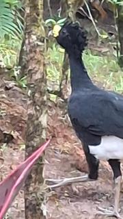 Vista Alta Ecolodge Bahia Drake - Bahía Drake - 3