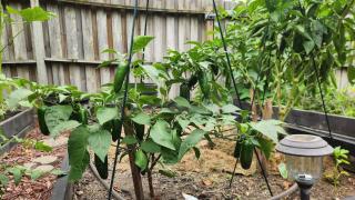 The Cove at Millard West - 4