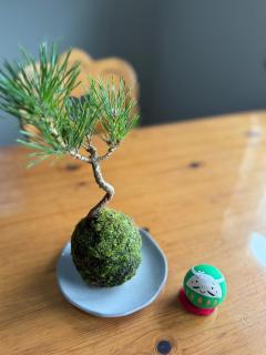 苔ハウスMoss House - 5