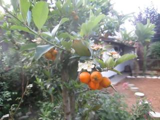 Casa los Ciruelos en El Tambo a 15 minutes from downtown - 0