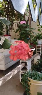 Casa los Ciruelos en El Tambo a 15 minutes from downtown - 1