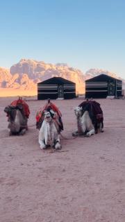 Desert Tree camp&tours - 2