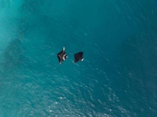 Nest by Hawks Hotels Kamadhoo Baa Atoll - 1