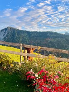 Traumblick Dachstein - 4