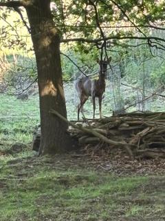 Stunning Clearwater Lake View Caravan - Crowle - 4
