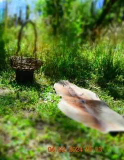 Refugio Holístico Flora Boreal - 1