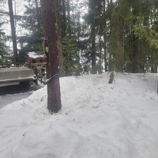 Quiet Lakeside Forest Escape - 6