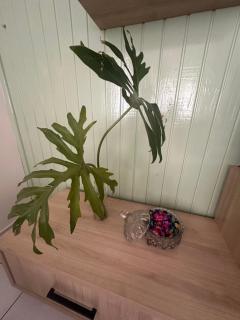 Pousada Blumengarten - 5