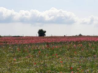 4 person holiday home in Hejls-By Traum - 1