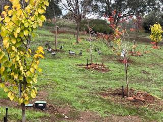 Riverfront, Tiny Home in Natural Bush - 6