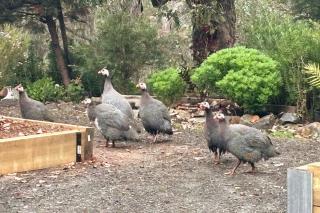 Riverfront, Tiny Home in Natural Bush - Bridgetown - 2