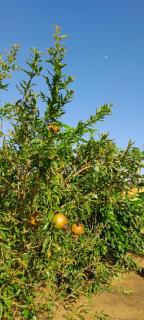 Sítio Amazônia Cop30 - 8