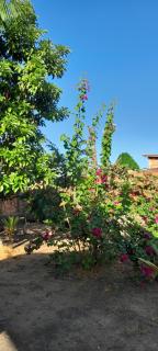 Sítio Amazônia Cop30 - 4