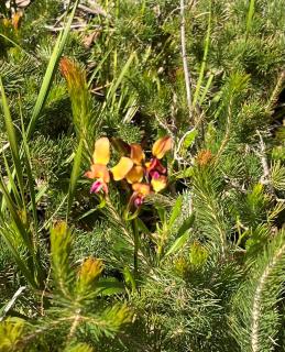 Carnarvon Castle Eagle Bay - 3