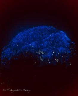 The Bougainvilla Homestay - 6