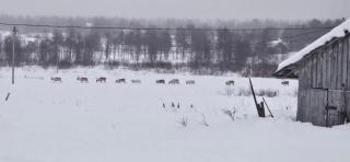 An old Lapland farm in Pokka, Kittilä - 3
