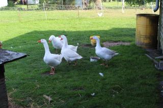 Ferienwohnung "Feldblick" Schuhmacher - 9