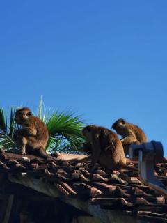 Sasaa Guest House - 2