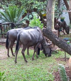 Panthera Lodge - 1