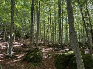 Vintage cottage-style cottage near the park - 7