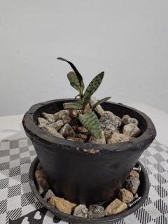 Casinha central Manhuaçu - 8