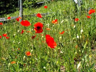 Cascina Ciosse B&B - Grognardo - 4