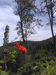 Isuru Homestay - 1