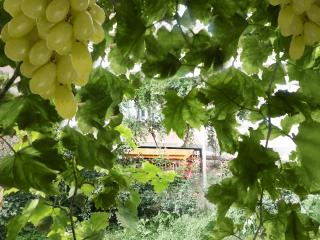 Qokhna Samarqand - 1