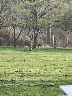 The Acorn Hideaway - 5