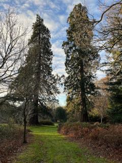 The Acorn Hideaway - 1