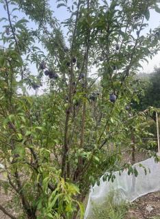 Arameh-A Boutique Orchard Retreat Near Kasauli - 8