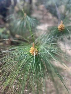 Arameh-A Boutique Orchard Retreat Near Kasauli - 2