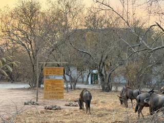 Elephant Rest - 9