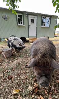 Starry Meadow & Rescued Animal Experiences - 7